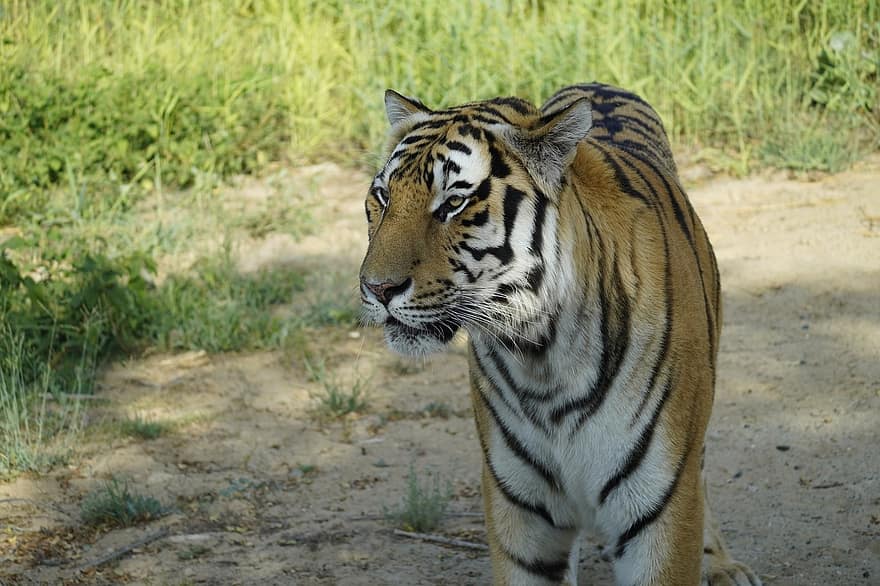 állat, tigris, emlős, vadvilág, faj, fauna, szafari, vad, ragadozó, macskaféle, bengáli tigris