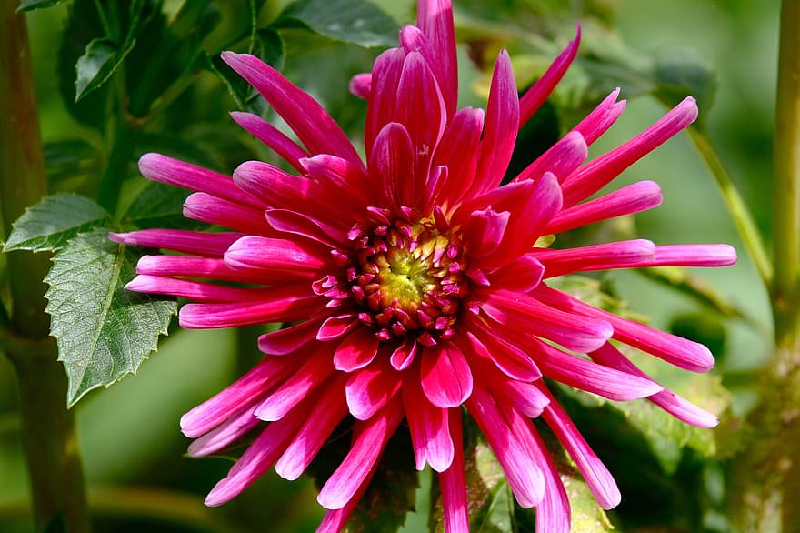 मेक्सिको का रंगीन फूलों का बड़ा पौधा, गुलाबी डाहलिया, बगीचा, गुलाबी फूल, फूल, खिलना, फूल का खिलना, सजावटी पौधा, फूलदार पौधे