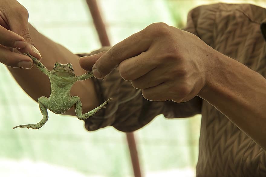 la grenouille, amphibie, Iran, province de qom, fermer, main humaine, doigt humain, couleur verte, regardant, une personne, en portant