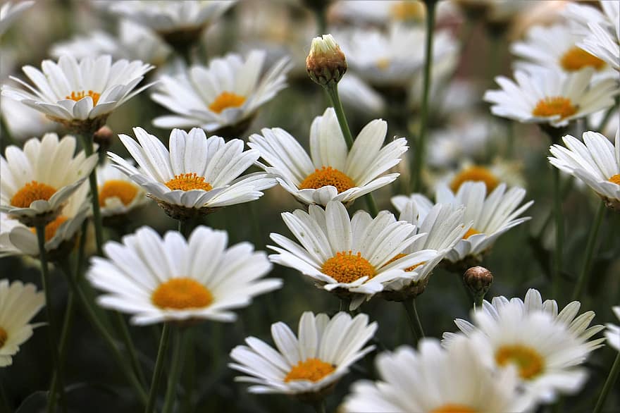 Gänseblümchen, Blumen, weiße Blumen, Wildblumen, blühende Blumen, blühen, Flora, Pflanzen, Natur, Blume, Sommer-