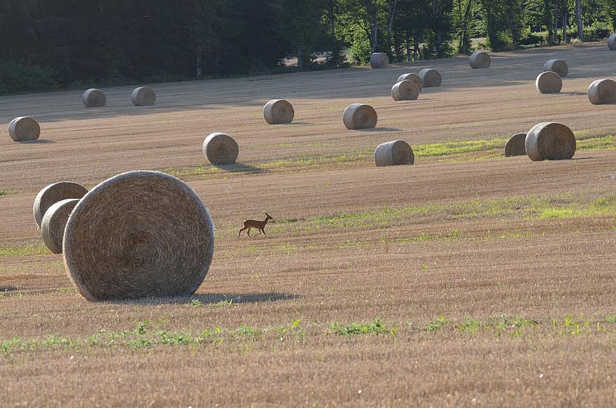 Hay, Field, Harvest, Bales, Straw, Deer, Animal, Wildlife, Farm, Rural, Landscape