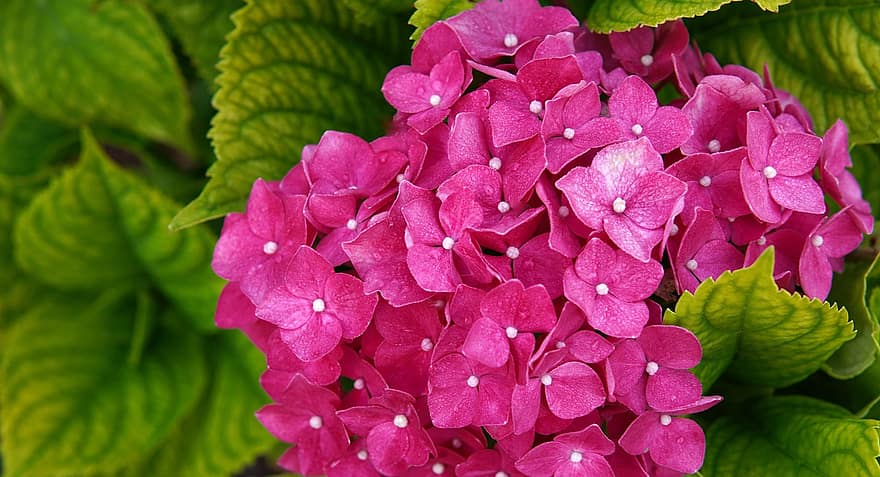 hortensiaer, blomster, lyserøde hortensia, blade, have, kronblade, pink kronblade, flor, blomstre, flora, natur