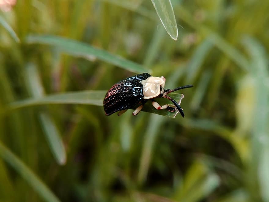 Beetle, Insect, Grass, Bug, Plant, Nature, Macro