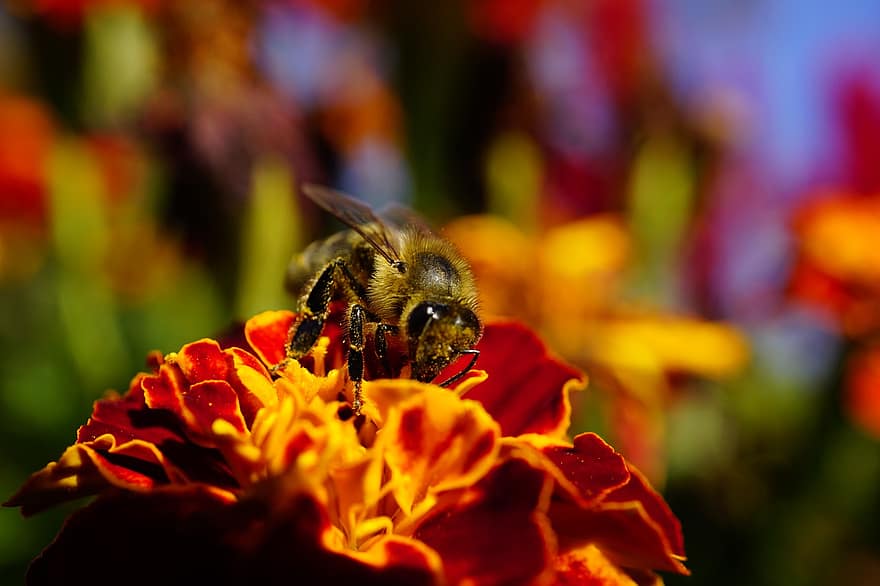 honningbi, bi, blomst, morgenfrue, insekt, bestøvning, plante, have, natur, makro