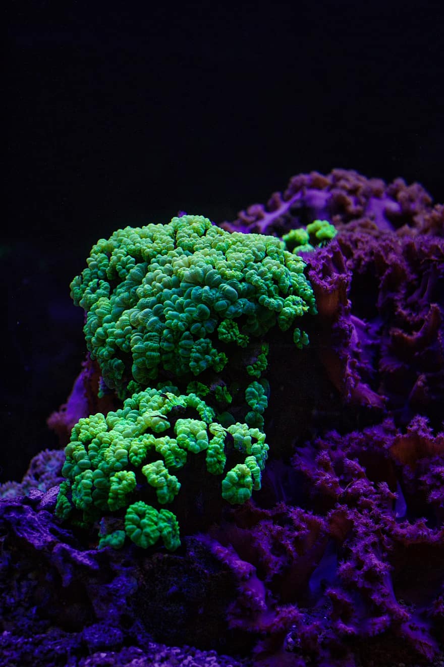 korall, marin-, under vattnet, hav, makro, akvarium, Att färga, djur-, färgrik, dyka
