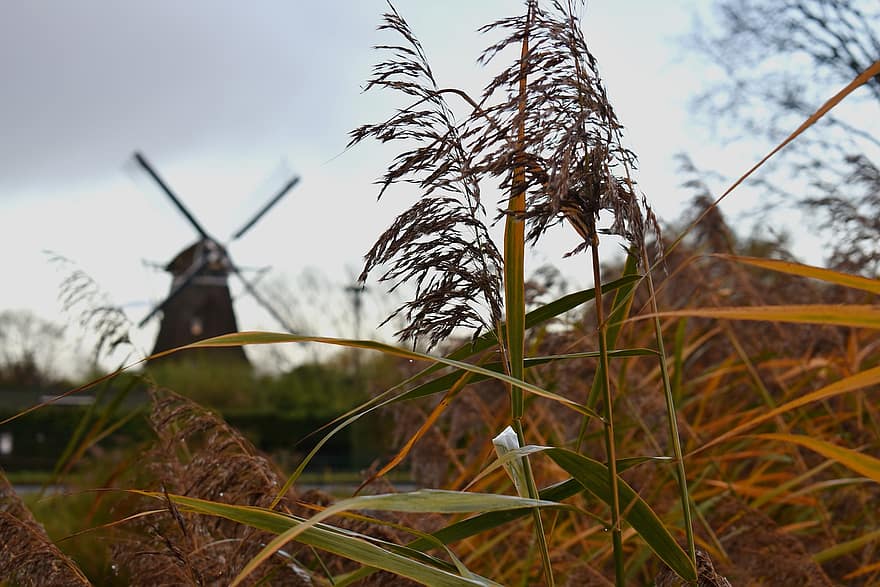 Windmühle, Gras, Pflanzen, wolkig, wunderschönen, Winter, Natur, ländliche Szene, Landwirtschaft, Bauernhof, Sommer-