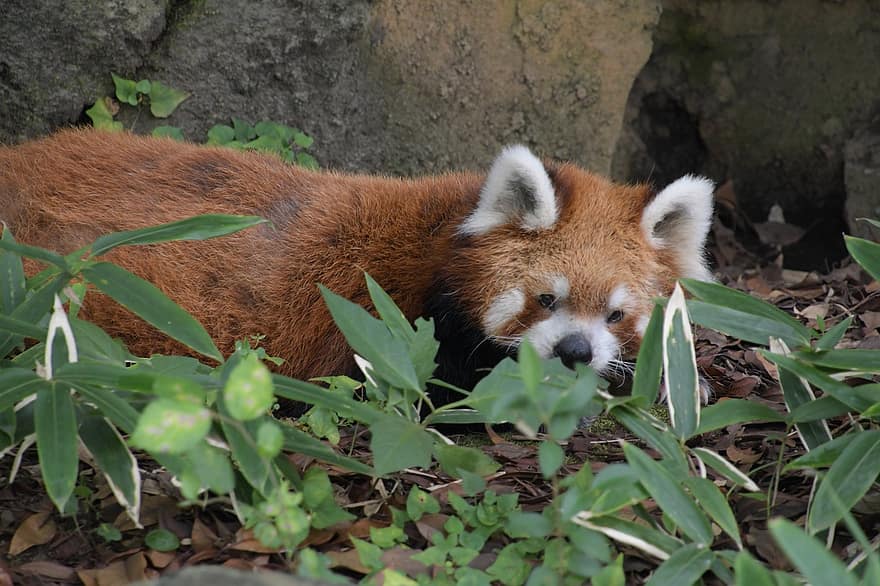 sarkana Panda, sedz, fauna, dzīvnieku, zīdītāju, ausīm, kažokādas, sejas, lapas, zaļumi, zemes