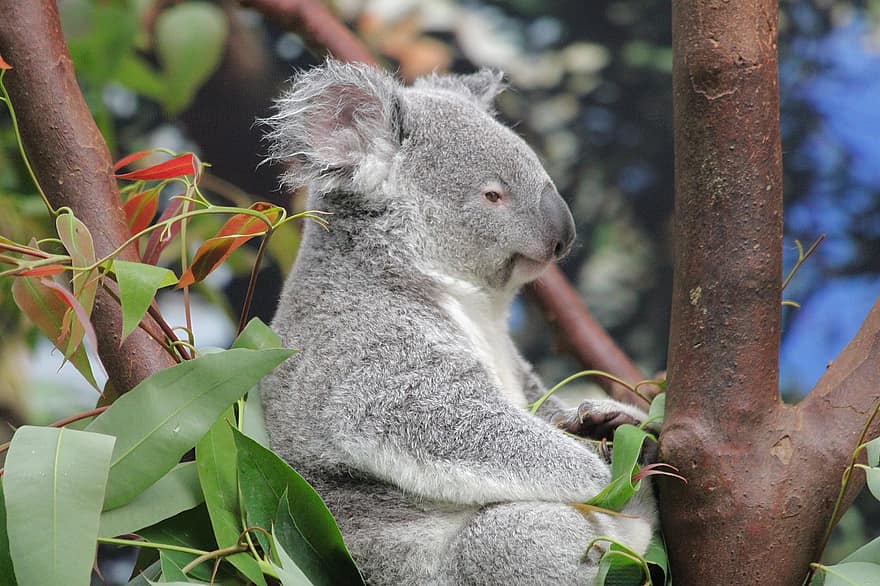 コアラ、野生動物、オーストラリア、自然、動物、動物相