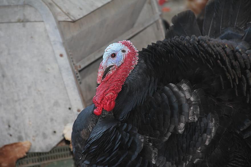 Турция, птица, храна, месо, животно, ферма