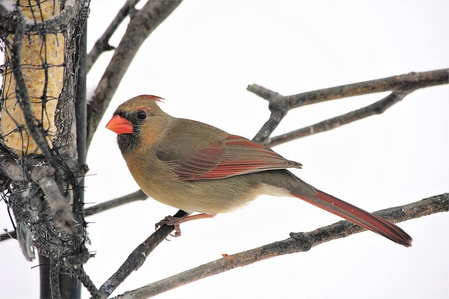 kvinnelig kardinal, perched, mating, talg, nærbilde, profil, hode, fugl, sangfugl, suet mater, rød
