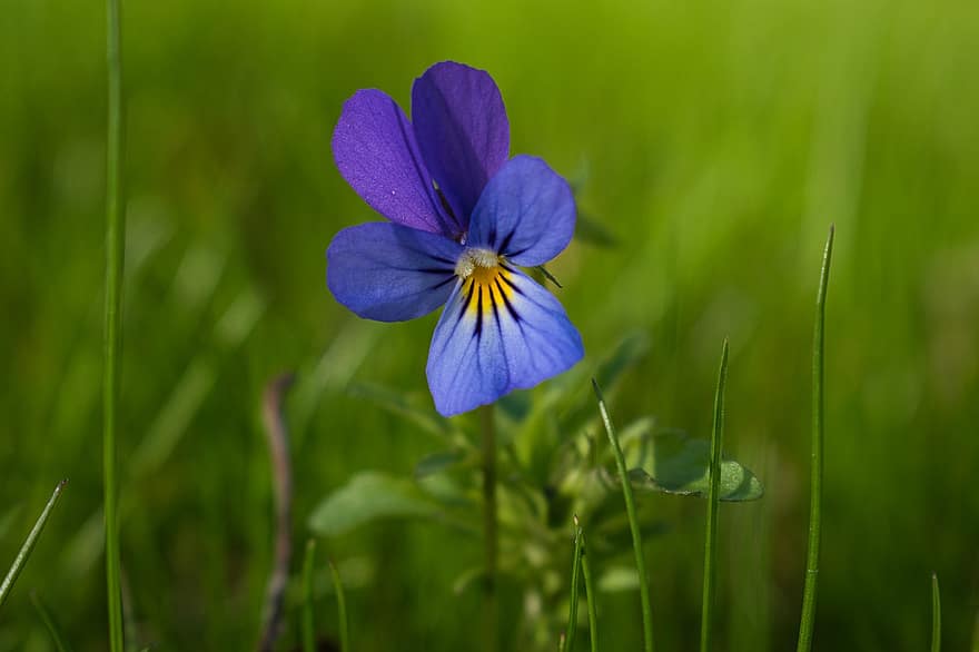 λουλούδι, μπλε λουλούδι, μοβ λουλούδι, κήπος, φύση, ανθίζω, φυτό, πράσινο χρώμα, γκρο πλαν, καλοκαίρι, άνοιξη