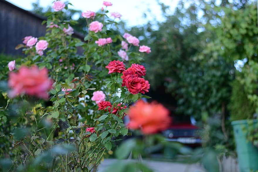 Róża, cierń, kwiat, roślina, Natura, kwiaty, ogród, romantyk, piękno, kolczasty, listowie
