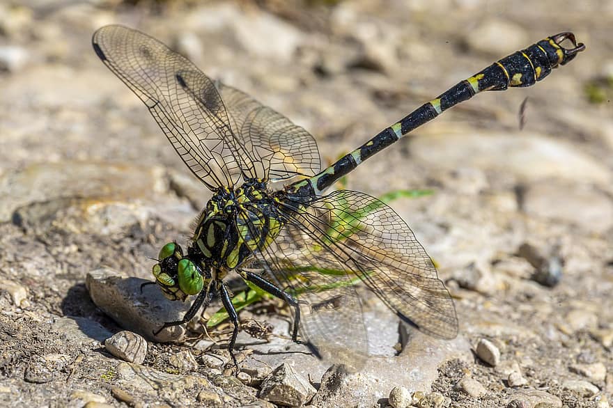 Dragonfly, Insect, Stone, Darter, Skimmer, Ground, Wildlife, Fly, Macro, Nature, Close-up