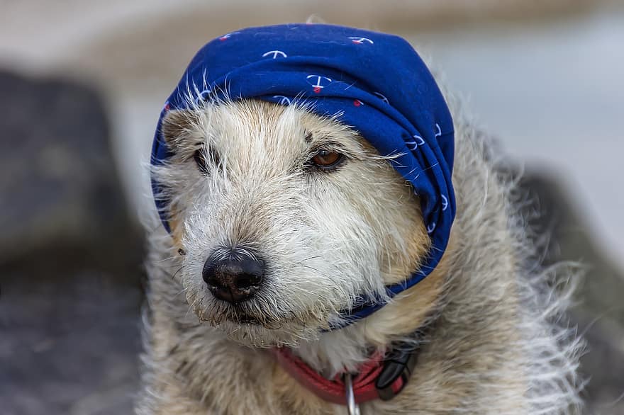 Dog, Headscarf, Shepherd Terrier Mix, Snout, Head, Fur, Eyes, Pet