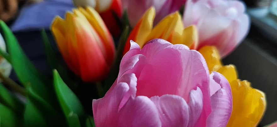 tulipán, virágok, növény, szirmok, csokor, virágzás, növényvilág, természet, virág, virágfej, közelkép