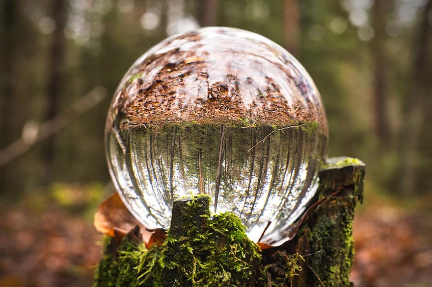 sphère de verre, image miroir, forêt, la nature