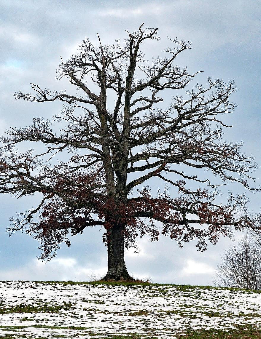 дерево, дуб, сніг, природи, зима