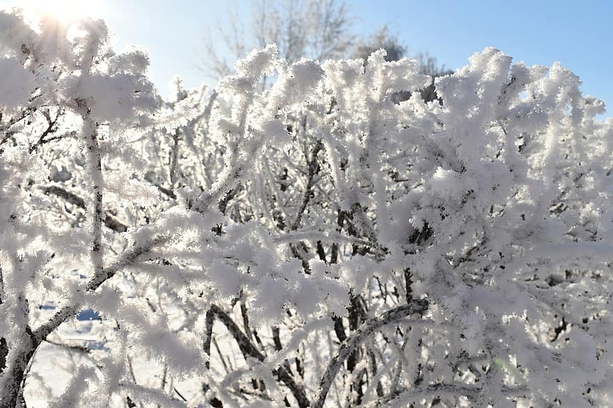 nieve, invierno, arboles, naturaleza, al aire libre, árbol, temporada, bosque, escarcha, hielo, rama