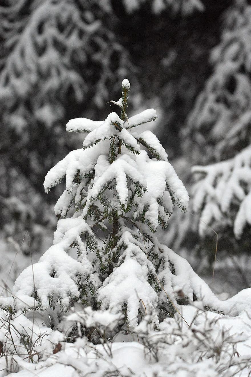 Weihnachtsbaum, Bäumchen, Wald, Natur, Winter