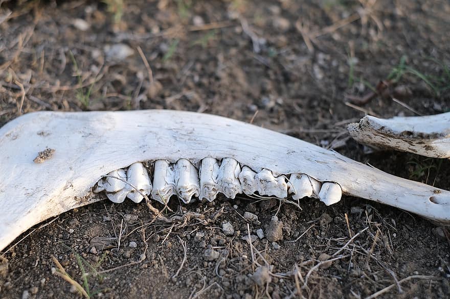 ossos, dentes, crânio, permanece, floresta, chão, exterior, natural, meio Ambiente