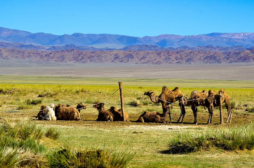 Camels, Field, Mountains, Animals, Mammals, Rest, Resting, Meadow, Grassland, Landscape, Countryside