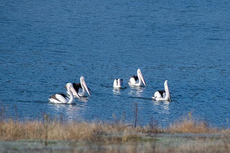 pelican Australia, australia, liar, burung, margasatwa, alam, hewan, bulu, tagihan, asli, danau