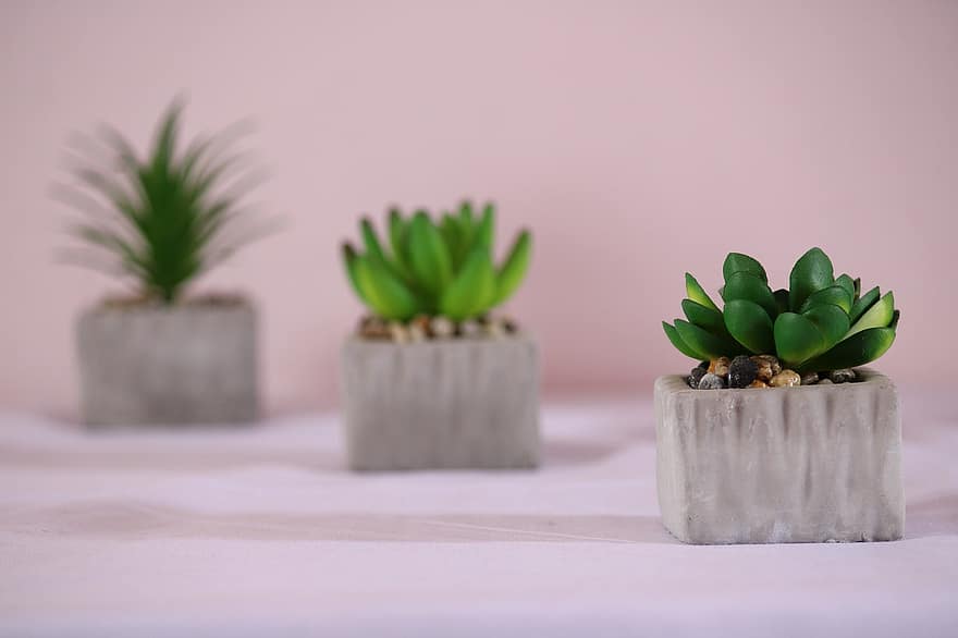 succulent, plante, pot, Rosette succulente, plante d'appartement, décoratif