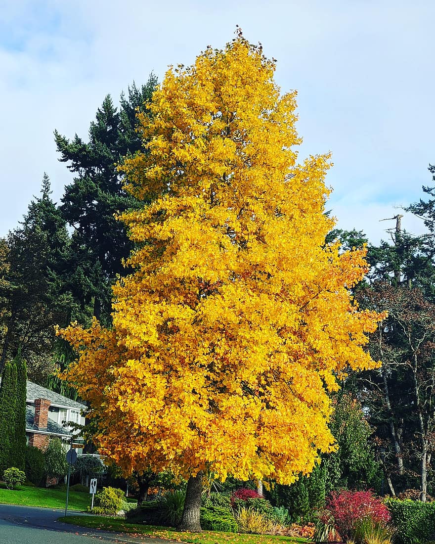 Park, Baum, fallen, Herbst, gelber Baum, Herbstblätter, Straße, Landschaft, Natur, Victoria, Britisch-Kolumbien