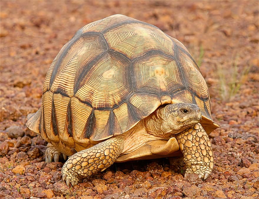 костенурка, влечуго, животно, водно животно, дивата природа, фауна, пустиня, природа, черупка на костенурка, бавно, брониран