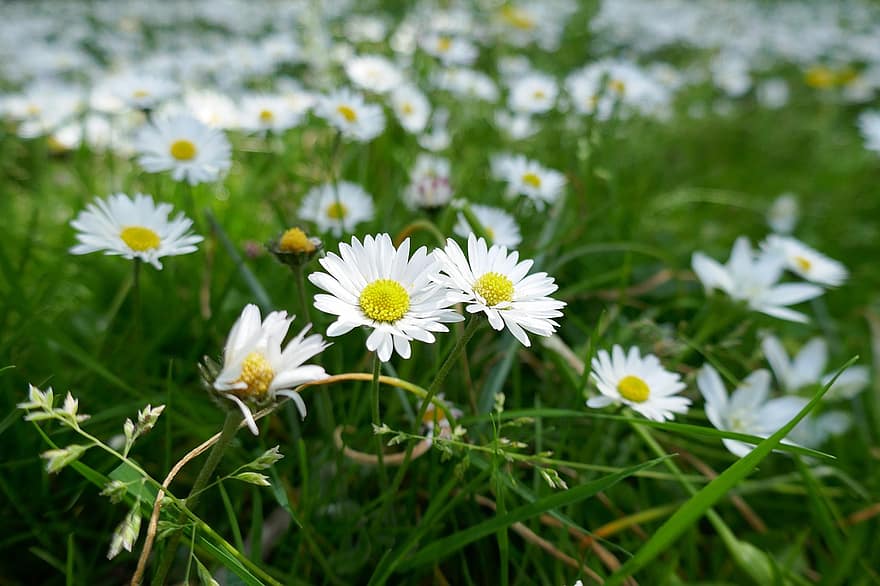 koiranputkea, kukat, niitty, ruoho, valkoiset kukat, kesä, vihreä väri, kukka, kasvi, päivänkakkara, kevät
