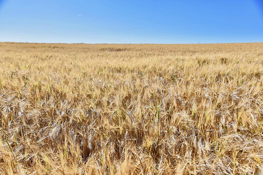 Wheat Fields, Agriculture, Cereals, Grain, Harvest, Fields, Plants, Power, Food, Farmer, Agriculture Landscape