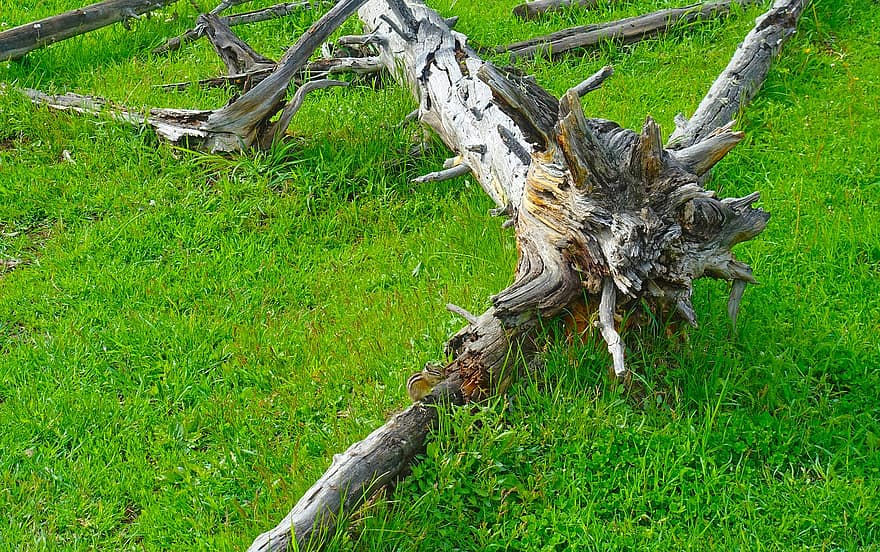 arbre tombé, arbre mort, herbe, bois, érosion, les racines, tronc, région sauvage, en décomposition, Yellowstone, arbre
