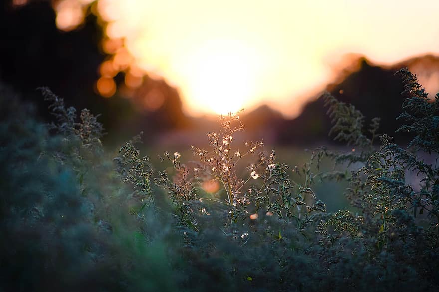 Nature, Sunset, Outdoors, Plant, Flora, Meadow