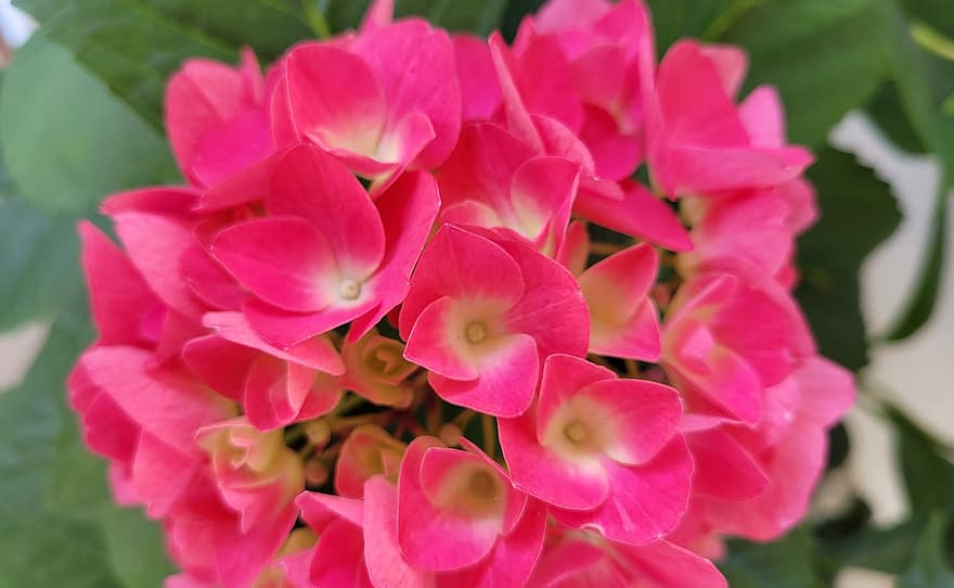 hortensia, blomster, have, lyserøde blomster, pink kronblade, kronblade, flor, blomstre, flora, plante, natur