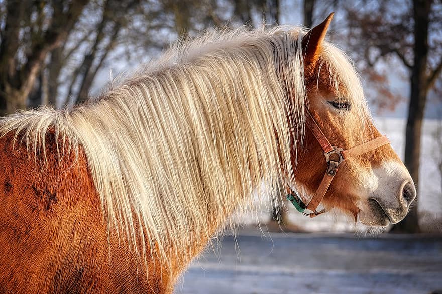 Horse, Mane, Horse Head, Snow, Nature, Coupling, farm, rural scene, stallion, mare, animal head