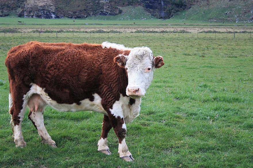 Hereford Cow, ko, bete, bruka, Nya Zeeland, gräs, fält
