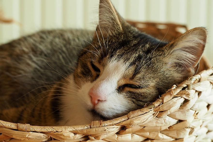 kucing, membelai, licik, hewan, sedang tidur, bulu, anak kucing, lokal, kucing rumahan, potret kucing