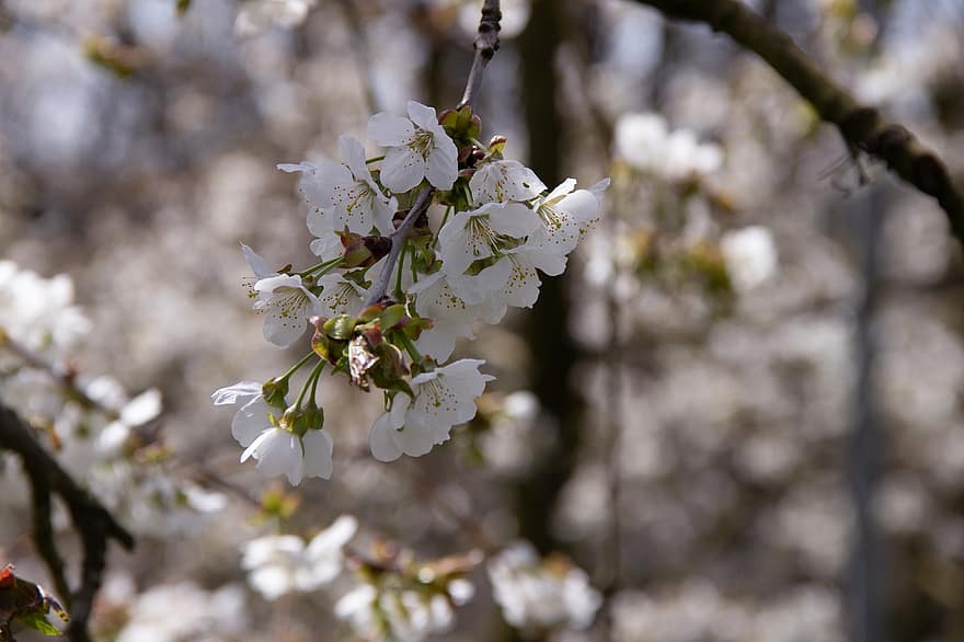 kirsikankukka, kukat, kevät, valkoiset kukat, kukinta, kukka, haara, puu, luonto, tausta