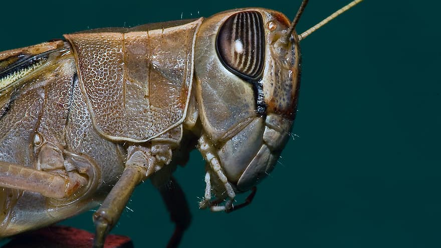 حشرة ، الجراد ، علم الحشرات ، محيط