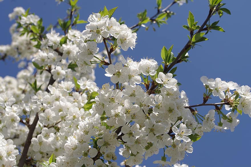 桜の花、フラワーズ、春、白い花、花びら、咲く、花、ブランチ、木、自然、空