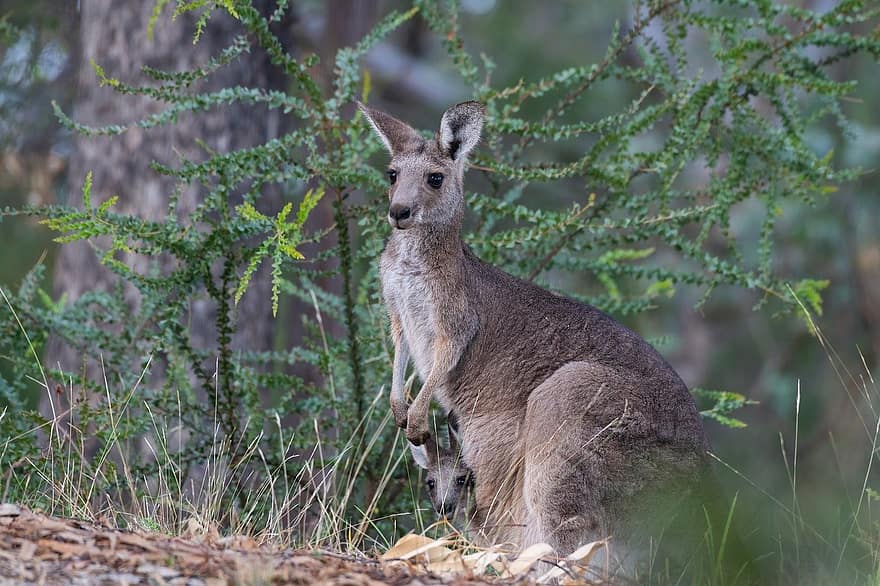 Eastern Grey Kangaroo, Kangaroo, Joey, Pouch, Animal, Macropus Giganteus, Marsupial, Mammal, Macropod, Herbivore, Wildlife