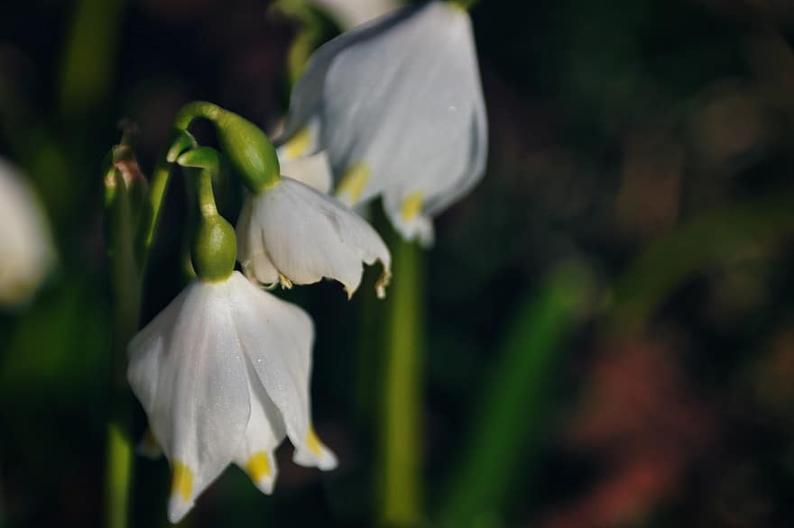 Flowers, Lily Of The Valley, Spring, Blossom, Bloom, Plants, Garden, flower, plant, close-up, petal