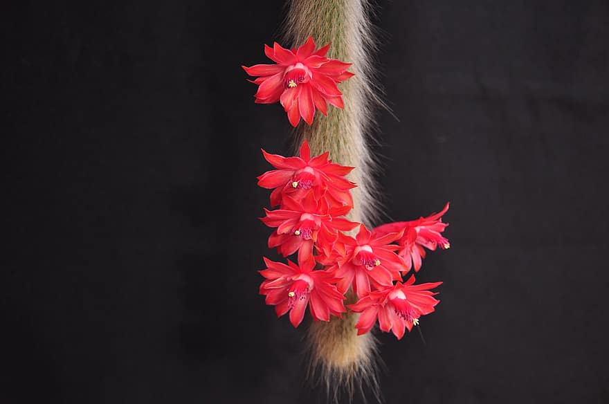 Cactus de cua de mico, flors, planta, flors vermelles, Cacto Rabo De Macaco, florir, suculent, naturalesa, primer pla, flor, full