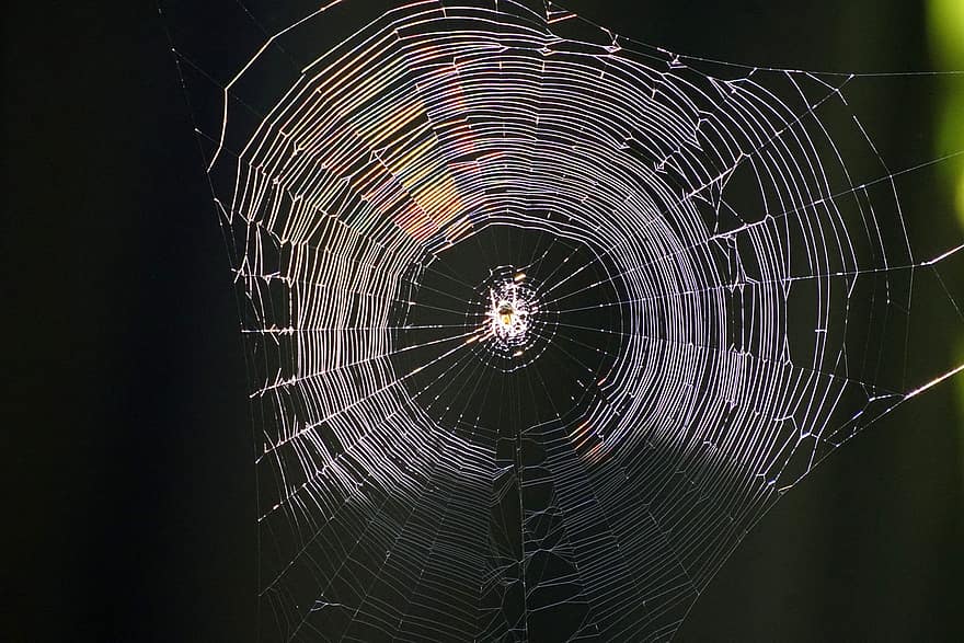hämähäkinverkko, sateenkaari, luonto, arachnid, seitti, hämähäkki, lähikuva, kaste, pudota, taustat, makro