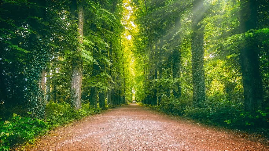 Away, Avenue, Forest, Sun, Rays, Forest Path, Nature, Tree Lined Avenue, Rest, Trail, Walk