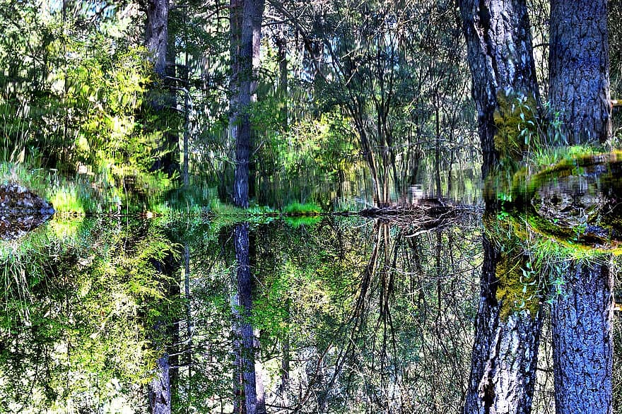 rivier-, Bos, bomen, vegetatie, reflectie, water