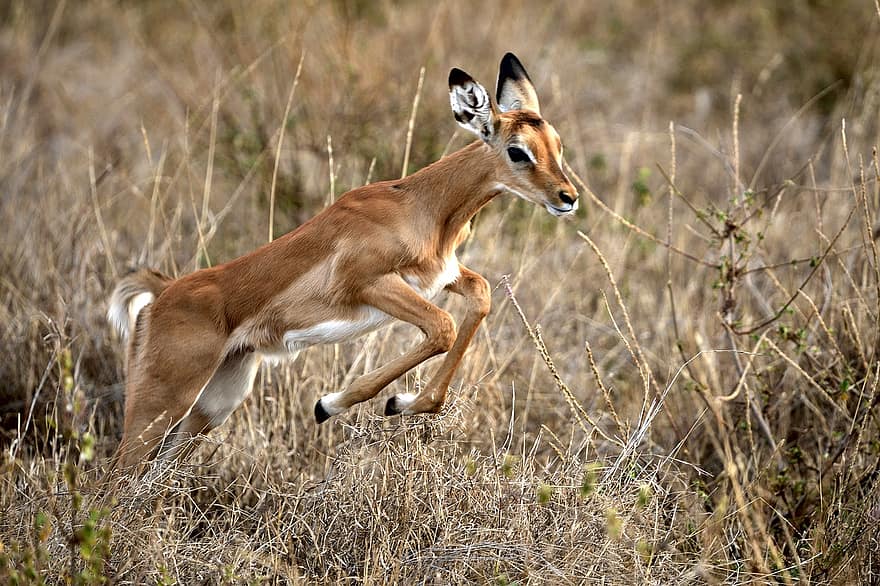 impala, animal, Quênia, África, antílope, animais selvagens, mamífero, natureza, panorama, aepyceros melampus, animais em estado selvagem