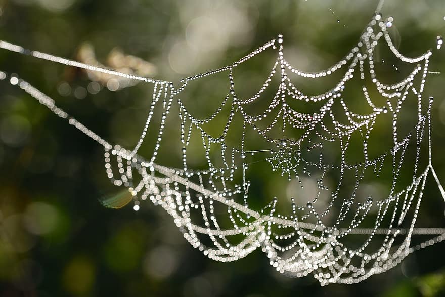 hämähäkinverkko, seitti, kastepisaroita, sadepisarat