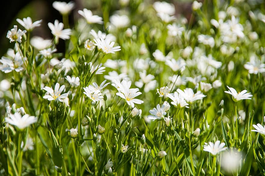 花の牧草地、野の花、白い花、牧草地、フラワーズ、自然、フローラ、花、咲く、春