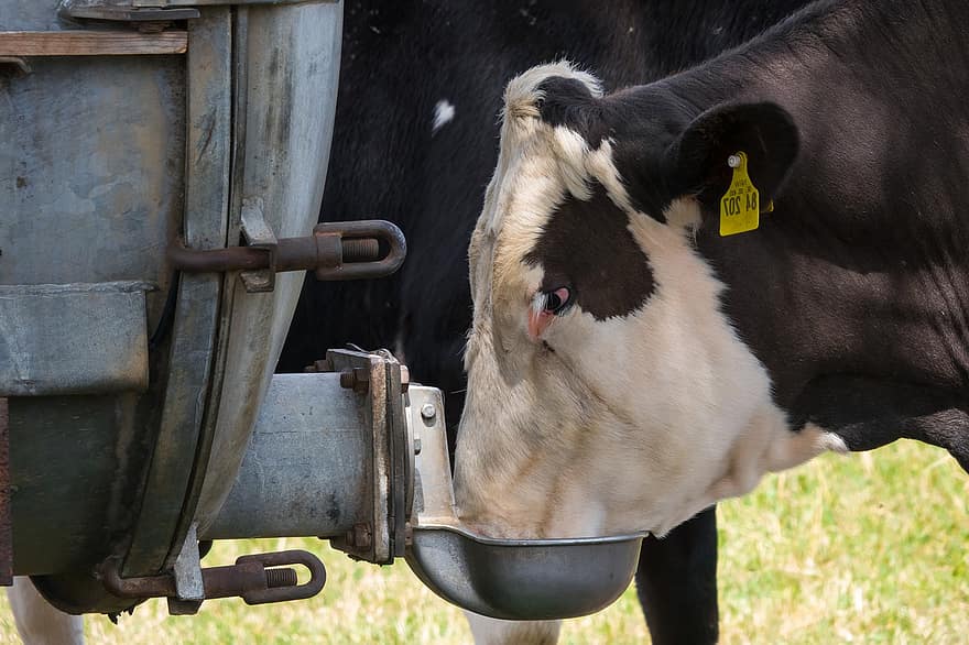 Kuh, Durst, Getränk, Wasser, Wasser-LKW, Rindfleisch, Wiederkäuer, das Vieh, Hausrinder, Landwirtschaft, Jungtier
